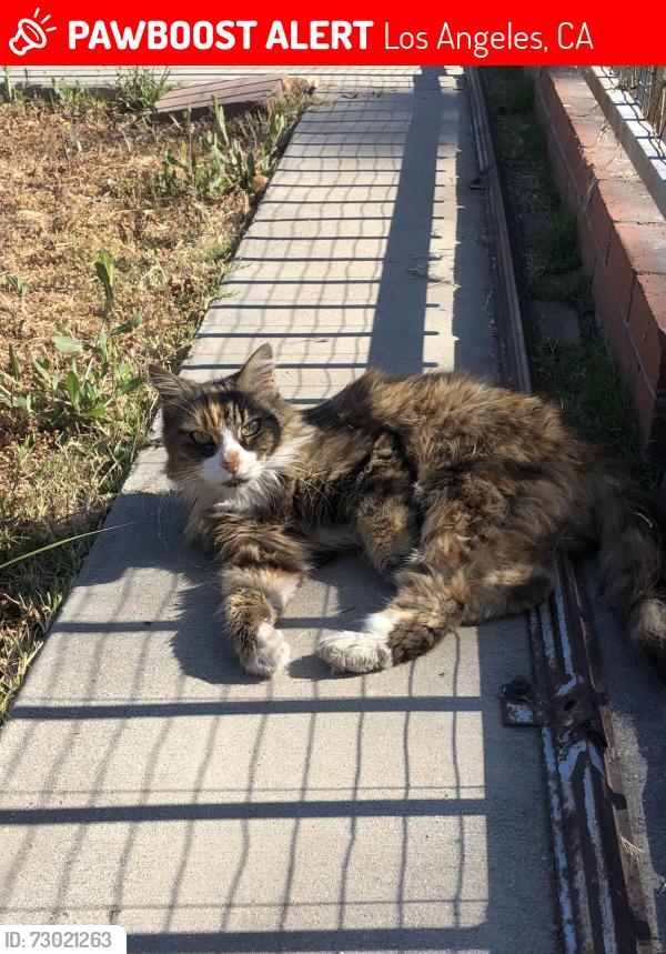 Lost Female Cat last seen Elder Street, Los Angeles, CA 90042