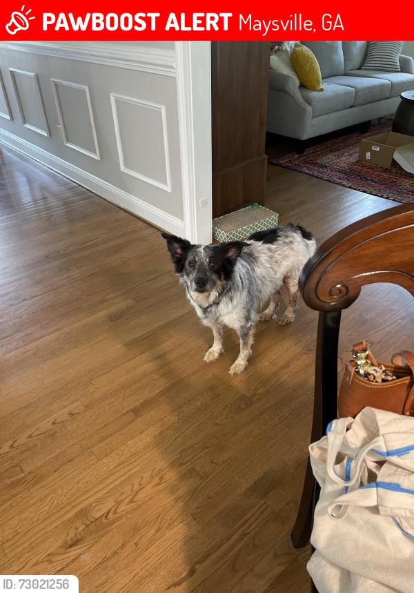 Lost Female Dog last seen Maysville park, Homer & Comer St., Maysville, GA 30558