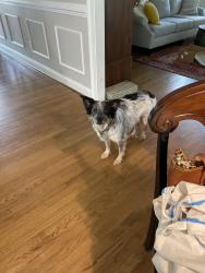 Lost Female Dog last seen Maysville park, Homer & Comer St., Maysville, GA 30558