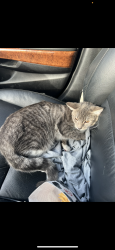 Lost Female Cat last seen Corinth Rd, Mt. Juliet, TN 37122