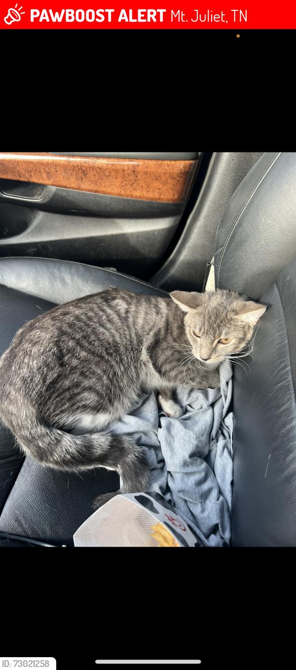 Lost Female Cat last seen Corinth Rd, Mt. Juliet, TN 37122
