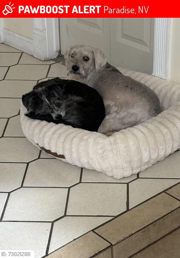 Lost Male Dog last seen Rochelle , mountain vista, Paradise, NV 89121