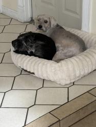 Lost Male Dog last seen Rochelle , mountain vista, Paradise, NV 89121