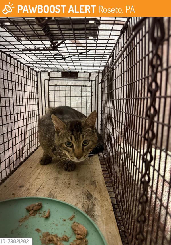 Found/Stray Male Cat last seen garibaldi Avenue, Roseto, PA 18013