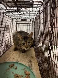 Found/Stray Male Cat last seen garibaldi Avenue, Roseto, PA 18013
