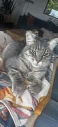 Lost Male Cat last seen 12th Ave N and Vista Pl, Edmonds, WA 98020