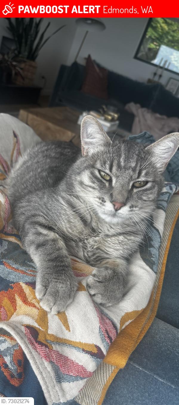 Lost Male Cat last seen 12th Ave N and Vista Pl, Edmonds, WA 98020