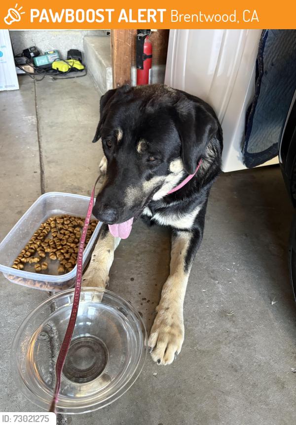 Found/Stray Male Dog last seen Union Cemetery/Point of Timber , Brentwood, CA 94513