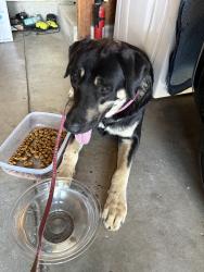 Found/Stray Male Dog last seen Union Cemetery/Point of Timber , Brentwood, CA 94513