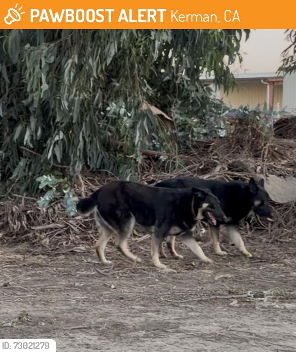 Found/Stray Male Dog last seen Highway 145 and w Shaw Ave, Kerman, CA 93630
