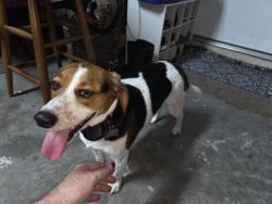 Reunited Female Dog last seen Pemberton , Natures Hideaway, FL 34655
