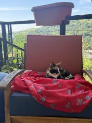 Lost Female Cat last seen Camino del Cielo to Camino del Sol, close & up the hill from Monterey Hills Elementary  , South Pasadena, CA 91030