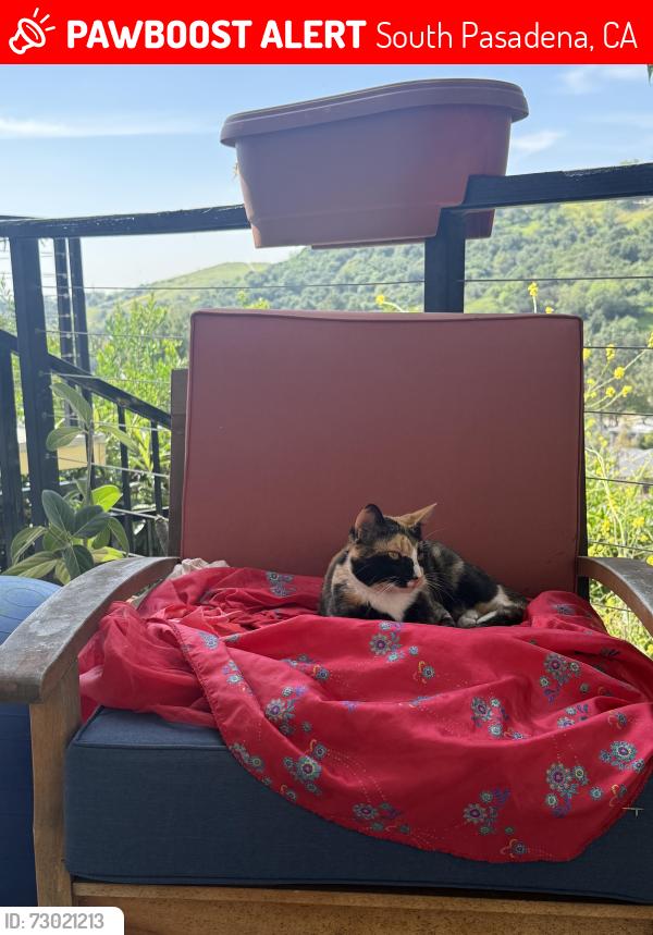 Lost Female Cat last seen Camino del Cielo to Camino del Sol, close & up the hill from Monterey Hills Elementary  , South Pasadena, CA 91030