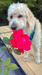 Lost Male Dog last seen Near Torrey Pl SE Dacula ga 30019, Dacula, GA 30019