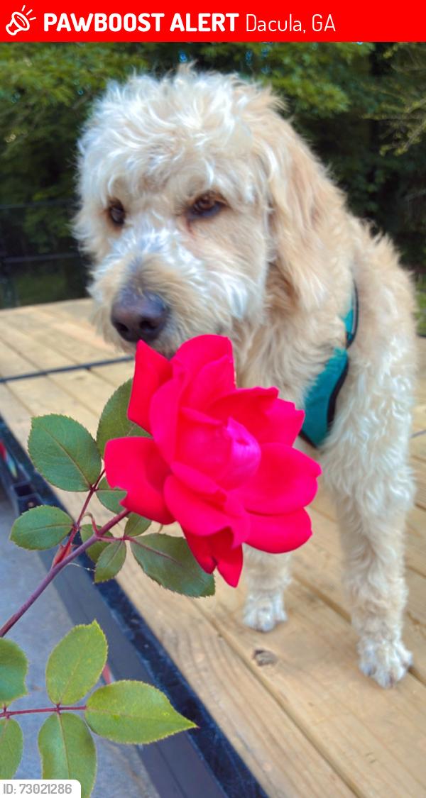 Lost Male Dog last seen Near Torrey Pl SE Dacula ga 30019, Dacula, GA 30019