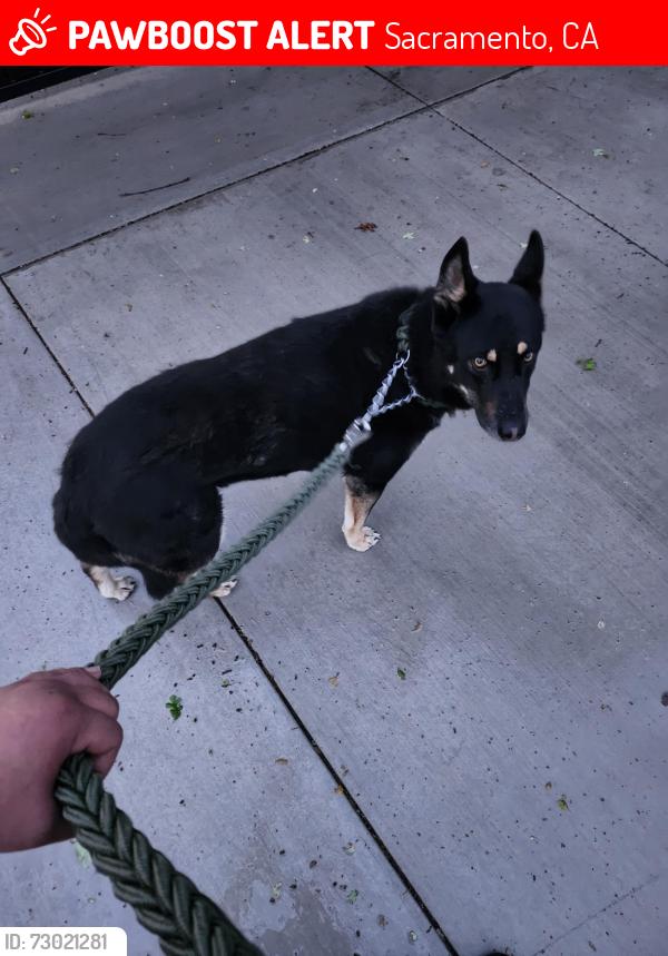 Lost Female Dog last seen Scottsdale Drive and Power Inn, Sacramento, CA 95828