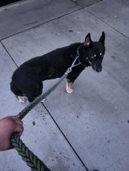 Lost Female Dog last seen Scottsdale Drive and Power Inn, Sacramento, CA 95828