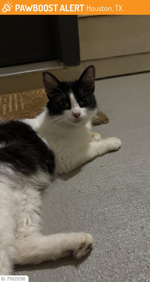 Found/Stray Unknown Cat last seen Vineyards katy, Houston, TX 77450