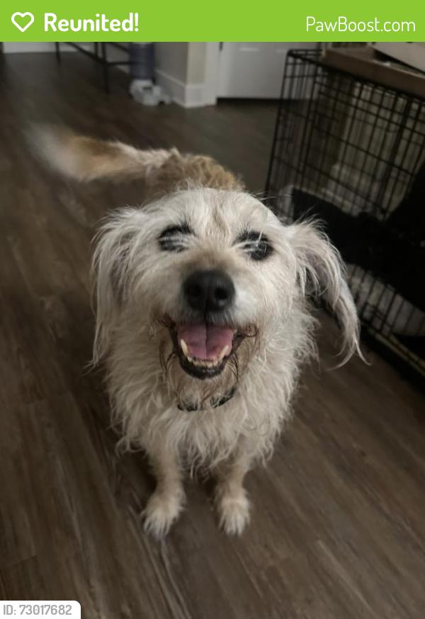 Reunited Female Dog last seen Cedar Hills Subdivision, Smyrna, TN 37167