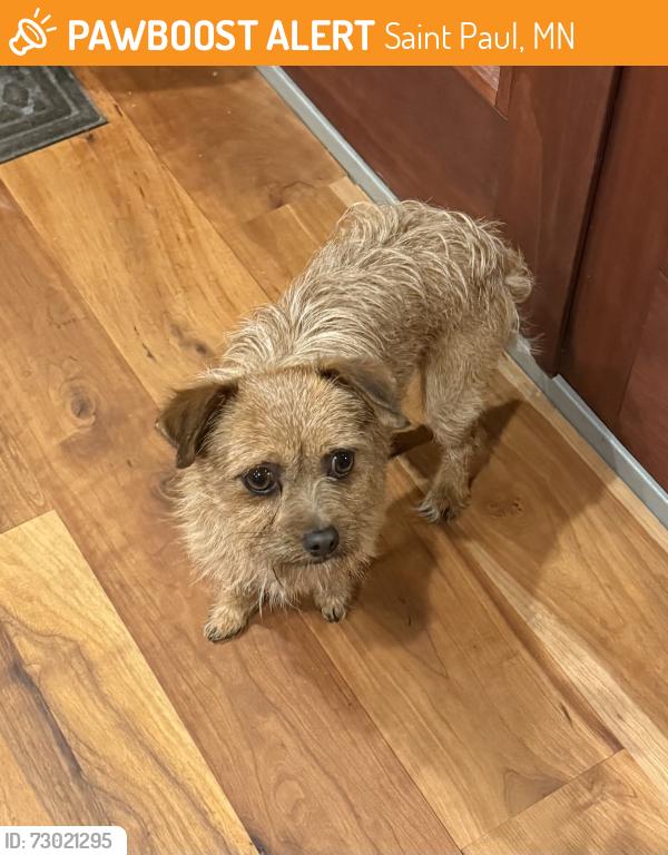 Found/Stray Male Dog last seen Highland Golf Course, Saint Paul, MN 55116