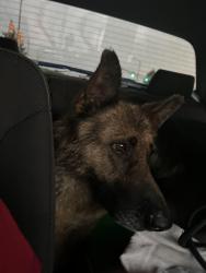 Found/Stray Unknown Dog last seen At light on Eskenazi ave and 10th street, Indianapolis, IN 46202