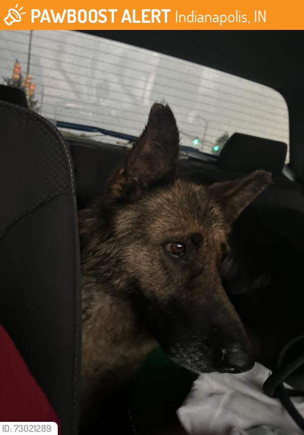 Found/Stray Unknown Dog last seen At light on Eskenazi ave and 10th street, Indianapolis, IN 46202