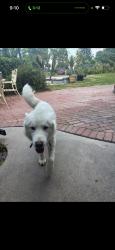Reunited Male Dog last seen Palos Verdes Dr N, Rolling Hills ests, CA, USA, Rolling Hills Estates, CA 90274
