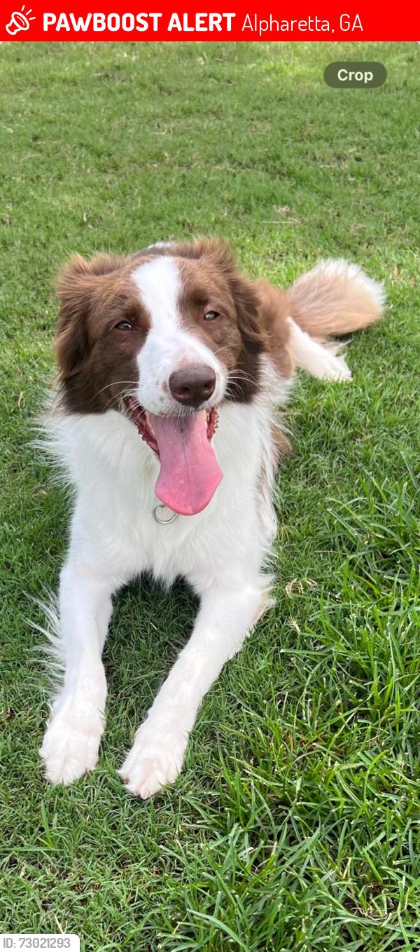 Lost Female Dog last seen Seven Oaks, Jhons creek, Alpharetta, GA 30005