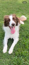Lost Female Dog last seen Seven Oaks, Jhons creek, Alpharetta, GA 30005