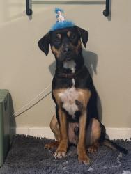Reunited Male Dog last seen Boones Ferry and Southwest Mohawk, Tualatin, OR 97062