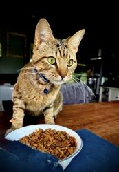 Lost Male Cat last seen Magnolia st, Pembroke, KY 42266