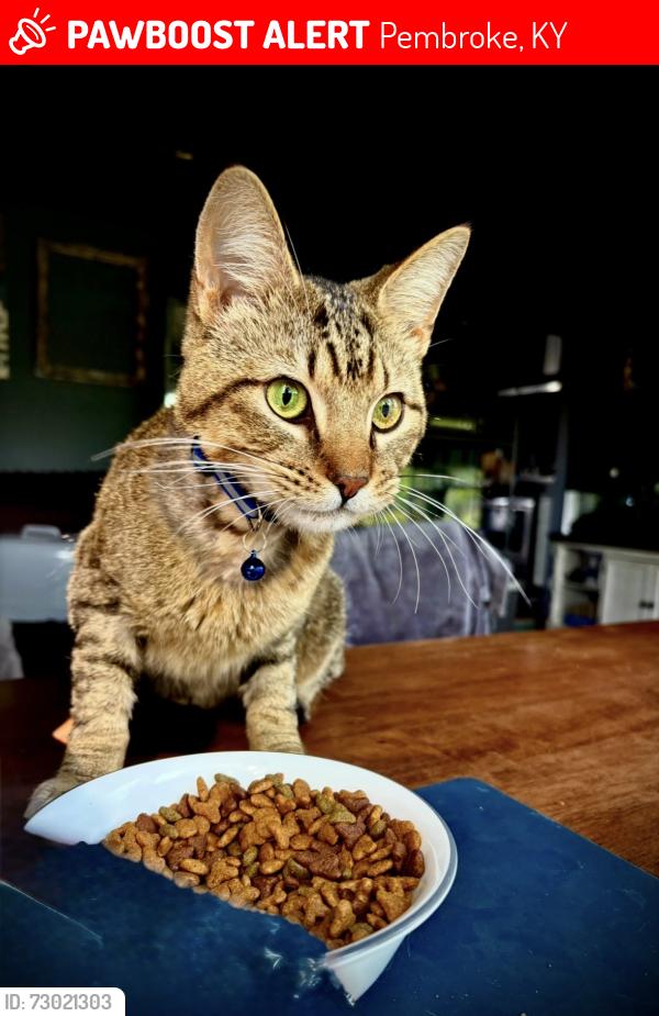 Lost Male Cat last seen Magnolia st, Pembroke, KY 42266