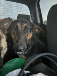 Found/Stray Unknown Dog last seen Light on Eskenazi ave and 10th street downtown Indianapolis, Indianapolis, IN 46202