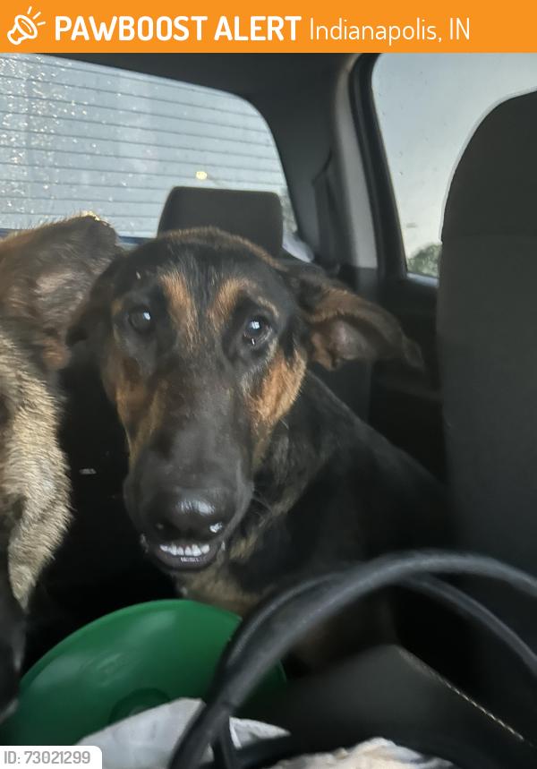 Found/Stray Unknown Dog last seen Light on Eskenazi ave and 10th street downtown Indianapolis, Indianapolis, IN 46202