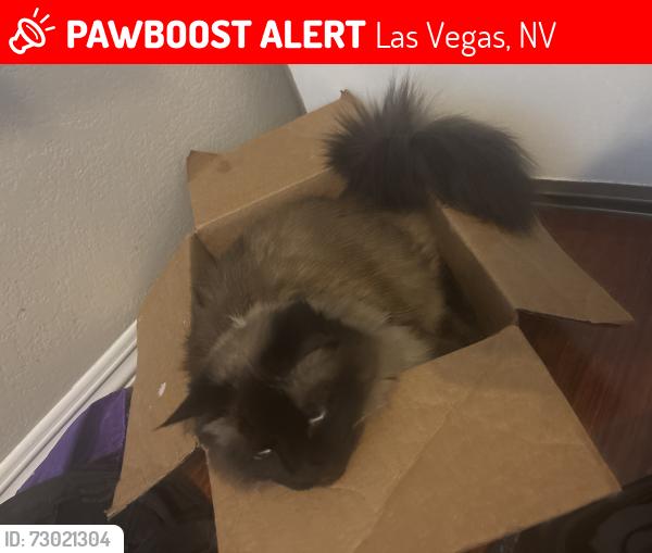 Lost Female Cat last seen Twain, near the Walmart, Las Vegas, NV 89147