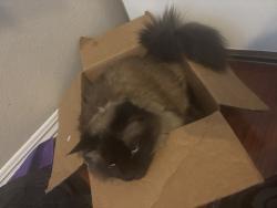 Lost Female Cat last seen Twain, near the Walmart, Las Vegas, NV 89147