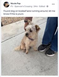 Found/Stray Female Dog last seen Boxleaf Ln, French Valley, CA 92596
