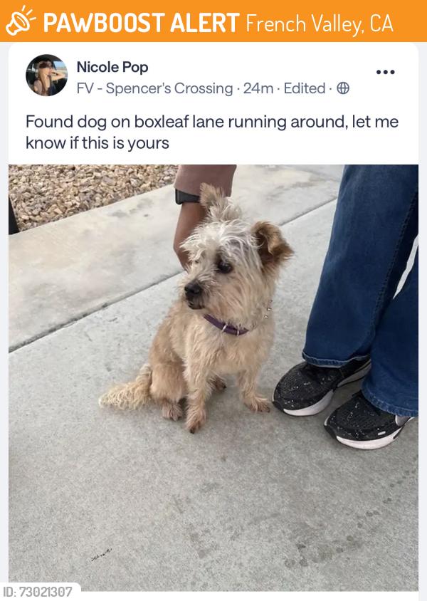 Found/Stray Female Dog last seen Boxleaf Ln, French Valley, CA 92596