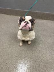 Shelter Stray Male Dog last seen Near BLOCK VAN PATTEN ST, LAS VEGAS NV 89109, 655 N Mojave Rd, Las Vegas, NV 89101, USA