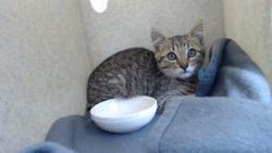 Shelter Stray Male Cat last seen , 11258 Garfield Ave, Downey, CA 90242, USA