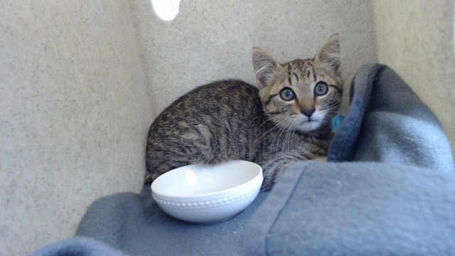 Shelter Stray Male Cat last seen , 11258 Garfield Ave, Downey, CA 90242, USA