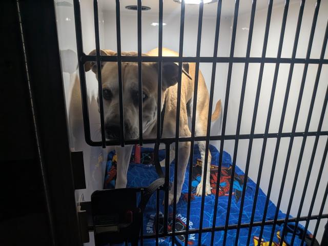 Shelter Stray Male Dog last seen Near BLOCK BERKLEY AVE, PUEBLO, CO, 4600 Eagleridge Pl, Pueblo, CO 81008, USA