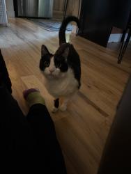 Lost Female Cat last seen Alice and 35th, Portland, OR 97219