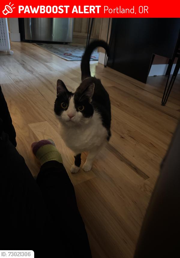 Lost Female Cat last seen Alice and 35th, Portland, OR 97219