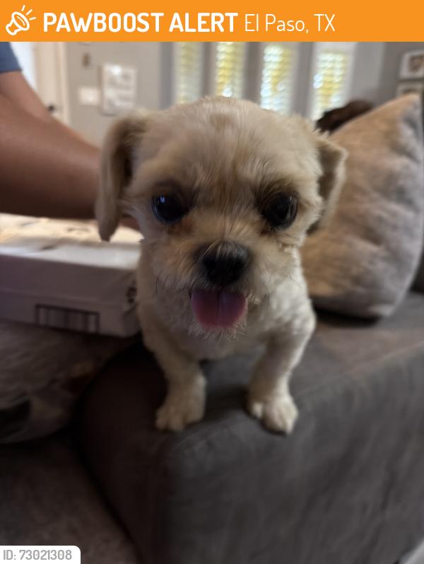 Found/Stray Female Dog last seen Sammy Cervantes & Charles Foster, El Paso, TX 79938