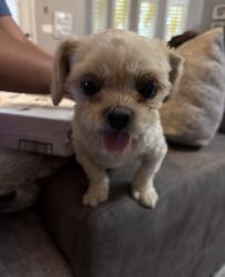 Found/Stray Female Dog last seen Sammy Cervantes & Charles Foster, El Paso, TX 79938