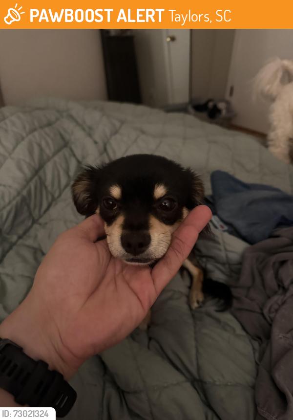 Found/Stray Male Dog last seen Ingles stallings road, Taylors, SC 29687