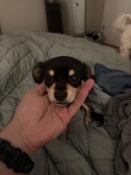 Found/Stray Male Dog last seen Ingles stallings road, Taylors, SC 29687