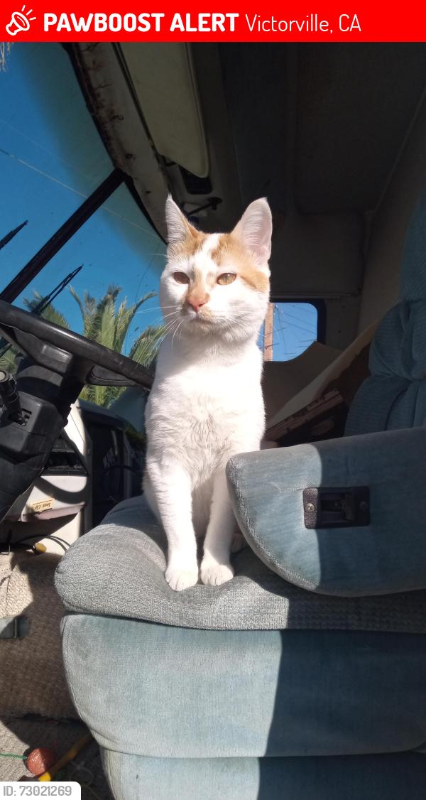 Lost Male Cat last seen He was taken to Hesperia animal shelter off of Santa fe, Victorville, CA 92392