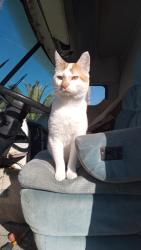 Lost Male Cat last seen He was taken to Hesperia animal shelter off of Santa fe, Victorville, CA 92392